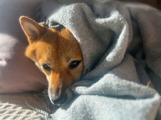 Pensive Shiba Inu with a sorrowful expression, head nestled under a blanket. The mood is reflective and contemplative. High quality close-up photo. copy space available.