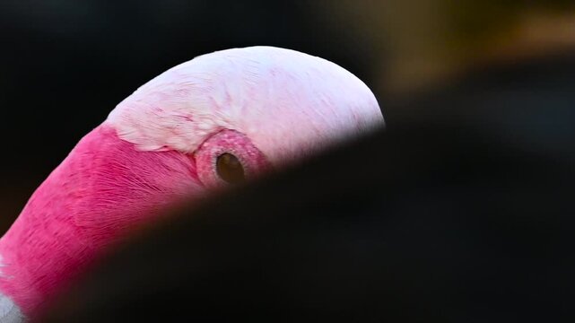 parrot with pink body and gray wings close-up details