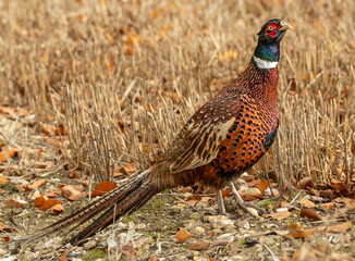 Pheasant cock bird. Close up of a colourful Ring-Necked male pheasant in Autumn, stood in cut corn field, with golden leaves and facing right with head raised. Scientific name: Phasianus colchicus. 