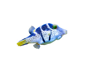 Small tropical fish white blue png isolated transparent