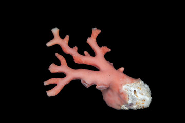 Red Coral, a genus of marine corals, Corallium; distinguished by its red or pink-orange skeleton; in some cultures it is believed to protect against malevolent forces.