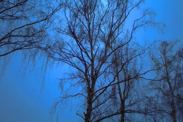 a tall deciduous tree with thin branches that are smoothed against the background of the blue sky, the lighting is soft, hinting at twilight