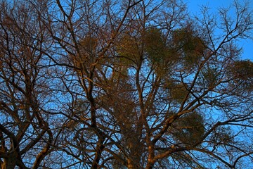 thick branches of trees intertwine, creating a complex pattern against the background of a clear sky, some of them are covered with mistletoe and green culms