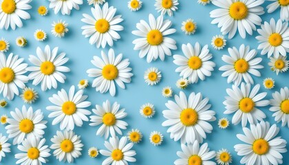 Chamomile Flowers Spread out on Soothing Blue Background