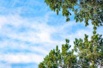 Natural frame made of blue cloudy sky and pine needles, background. Forest. Green coniferous trees. Copy space, blank, emtpy. Horizontal photo. No people, nobody. Banner.	
