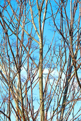 Deciduous tree. Tree branches in front of blue and cloudy sky background. Natural wallpaper. Forest.	
