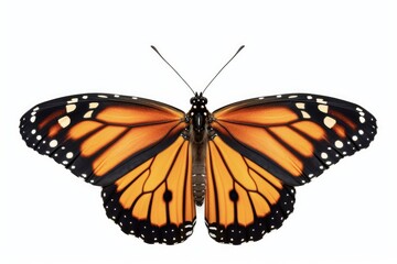 Fototapeta premium Monarch Butterfly in Vibrant Colors. Isolated Digital Render of a Beautiful Butterfly with Orange and Black Wings and White Dots