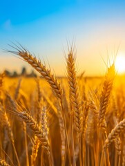 Golden Wheat Field at Sunset - Ripe wheat stalks bathed in the warm glow of a setting sun, showcasing the beauty of harvest season.