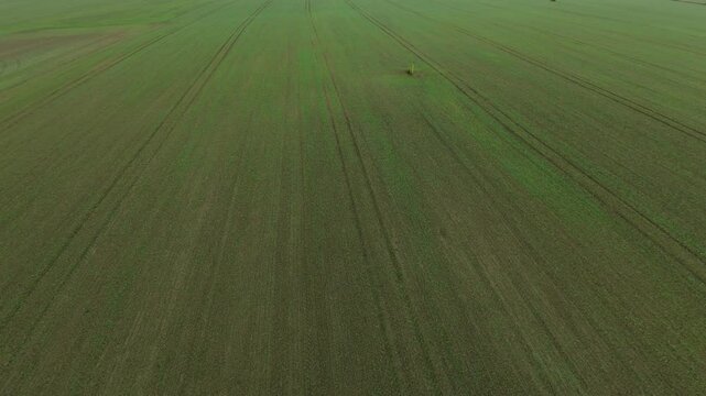 Aerial View of Planted Field Tracks Drone view of vast green field featuring parallel tracks created farming equipment expansive landscape symmetry rural agricultural practices natural light
