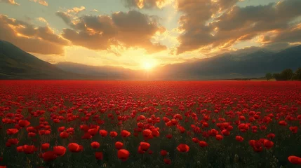 dramatic landscape of crimson poppies swaying in golden afternoon light stretching endlessly toward horizon under dramatic cloudscape