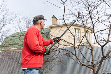 A senior man wearing a red sweatshirt uses telescopic pruning shears to cut branches in a backyard orchard. Concept of seasonal gardening, outdoor work, garden tools, and tree care.