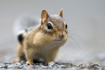 Eastern Chipmunk (Tamias striatus)