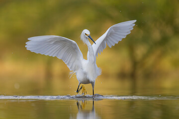 Snowy Egret (Egretta thula)