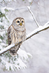 Barred Owl (Strix varia)
