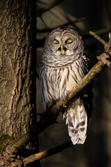Barred Owl (Strix varia)