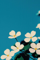 Serene White Blossoms with Lush Green Foliage on a Vibrant Blue Background: Capturing Nature's Tranquil Beauty