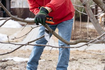 Close-up of a gardener cutting a tree branch with a saw during seasonal pruning in the garden
