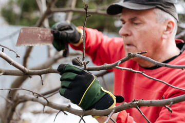 Gardening work in progress: a close-up of tree branch trimming with hand tools