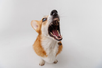 Corgi catching a treat mid-air, showcasing agility and excitement on a white studio background