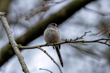 Long-tailed Tit (Aegithalos caudatus) - Common in European Woodlands and Parks