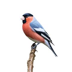 Fototapeta premium Eurasian bullfinch bird isolated on transparent background