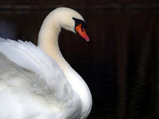 Profile of a mute swan (Cygnus olor) while stretching its wings in the Rheinaue park in Bonn, Germany © Lea