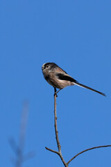 Long-tailed Tit (Aegithalos caudatus) - Common in European Woodlands and Parks