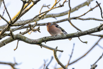 Male Chaffinch (Fringilla coelebs) in Father Collins Park, Dublin, commonly found in European woodlands