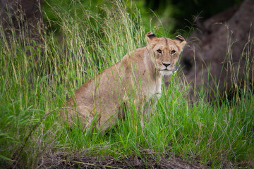 Löwin im hohen Gras der afrikanischen Savanne