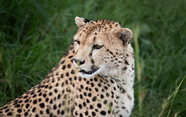 Gepard hält Ausschau in der afrikanischen Savanne © Kaesler Media