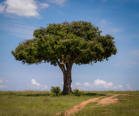 Prächtiger Marula Baum in afrikanischer Savanne