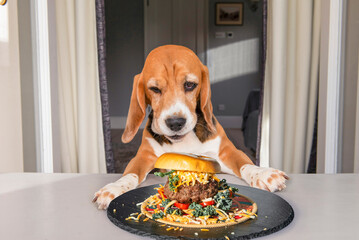 happy beagle dog looking at big burger on table