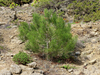 a small fir tree grows on the mountainside