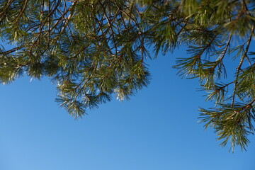 Close-up branches of evergreen pine tree (Pinus sylvestris) on blue sky background. Nature and biological species of trees, sunny day. Copy space. Parks, forests, landscape design