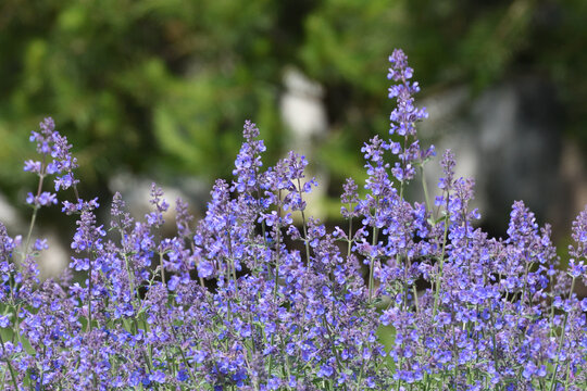 Nepeta Racemosa or catnip - flowering plant used in landscape design