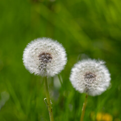 Close-Up of Dandelions with Seed Heads in Green Grassy Surroundings