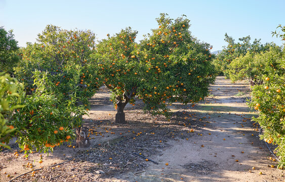 Hermoso campo Valenciano de naranjos con sus naranjas y verdes hojas, sobre fondo de cielo azul mediterr&aacute;neo. Concepto agricultura