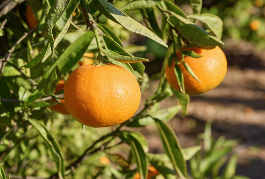 fotografia macro de unas naranjas colgando de las ramas de un naranjo, sobre fondo desenfocado de un campo de naranjos.Concepto agricultura