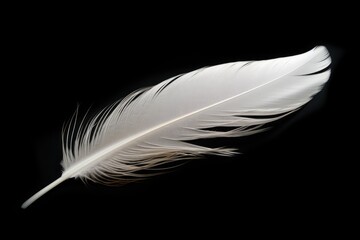 Obraz premium Whimsical Beauty of a White Swan Feather: Isolated and Soft on Black Ground - Fly with Lightness in Every Flag