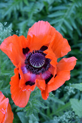 Garden with a Flowering Orange Poppy Flower