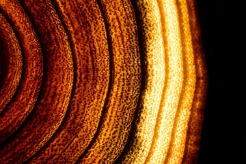 Przekrojony plaster drzewa widać komórki © Stefan