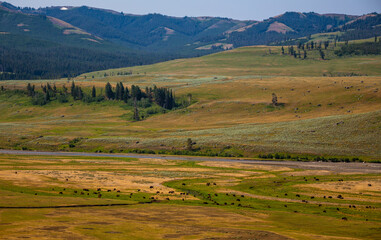 Fototapeta premium Large Herd of Buffalo Grazing in the Meadow in Yellowstone, Yellowstone National Park, Wyoming
