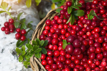 Wicker basket with cranberries on a tree stump in the forest. Close-up