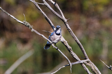 A blue jay sitting on a branch of a dead tree in a marsh.