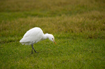 Cattle Egret (Bubulcus ibis) hunting on a pasture. Cabras, OR, Sardinia, Italy