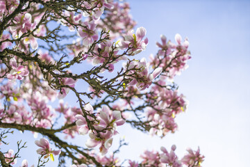 Kirschblüten Himmel