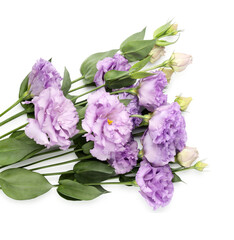 Beautiful violet eustoma flowers with green leaves isolated on white, top view