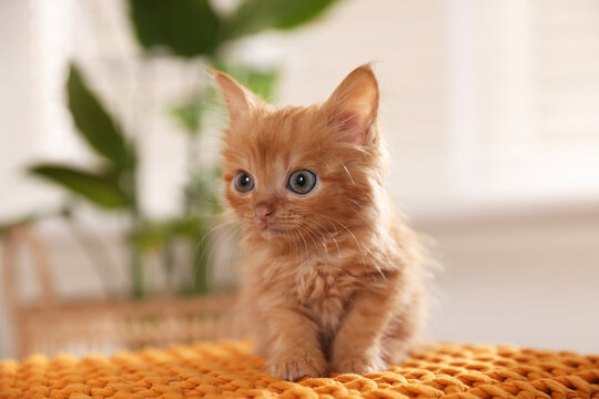 Adorable ginger kitten on orange blanket indoors