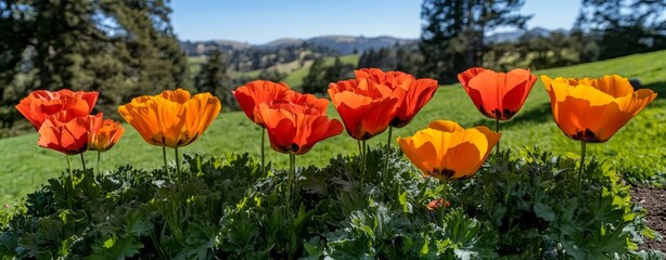 In the spring, a meadow blossoms with myriad wildflowers and sparkles in bright sunshine
