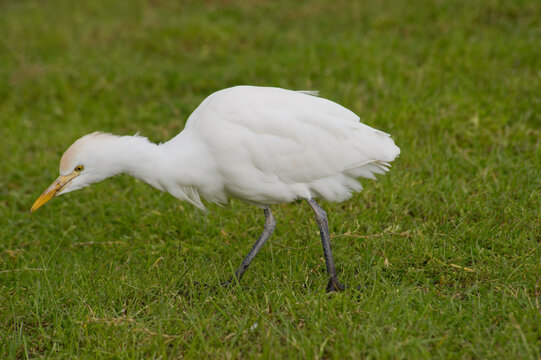 Cattle Egret (Bubulcus ibis) hunting on a pasture. Cabras, OR, Sardinia, Italy
